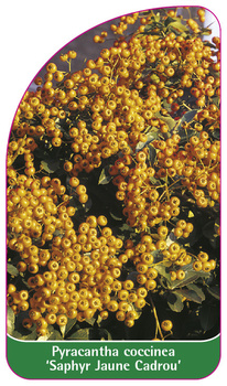 Pyracantha coccinea 'Saphyr Jaune Cadrou'
