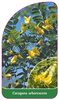 Caragana arborescens