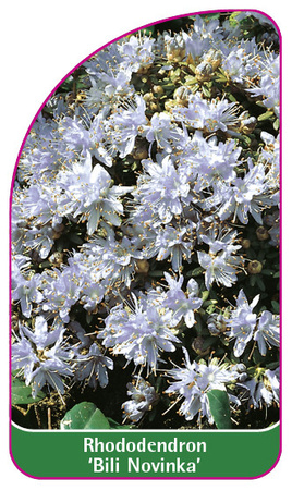 Rhododendron 'Bili Novinka'