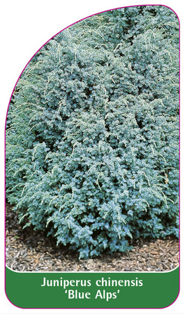 Juniperus chinensis 'Blue Alps'