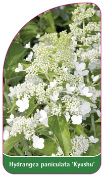 Hydrangea paniculata 'Kyushu'