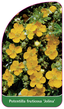 Potentilla fruticosa 'Jolina'