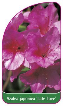 Azalea japonica 'Late Love'