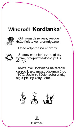 Winorośl 'Kordianka'