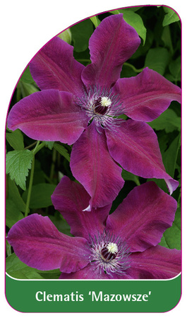 Clematis 'Mazowsze'