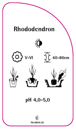 Rhododendron
