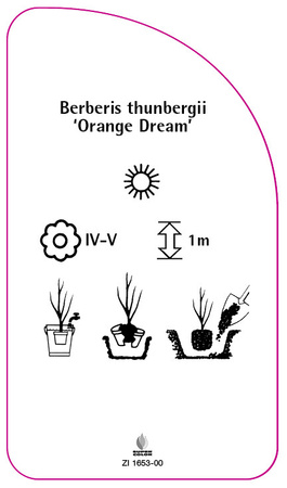 Berberis thunbergii 'Orange Dream'