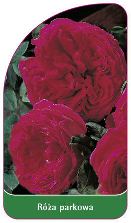 Park rose nr. 406