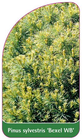 Pinus sylverstris 'Bexel WB'