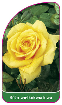 Róza wielkokwiatowa Nr. 203