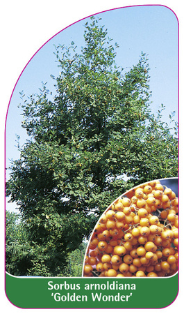 Sorbus arnoldiana 'Golden Wonder'