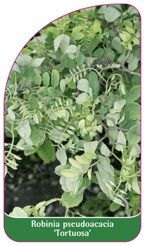 Robinia pseudoacacia 'Tortuosa'