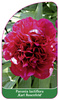 Paeonia lactiflora ,Karl Rosenfeld'