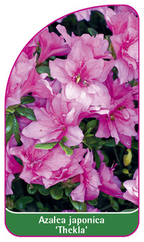 Azalea japonica 'Thekla'