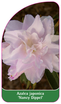 Azalea japonica 'Nancy Dippel'