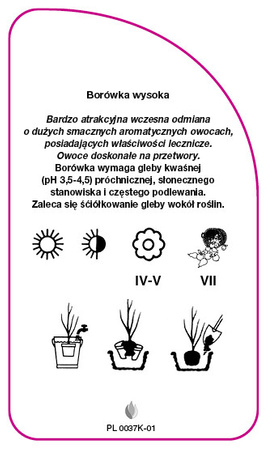 Vaccinium corymbosum 'Earlyblue'