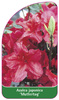 Azalea japonica 'Muttertag'
