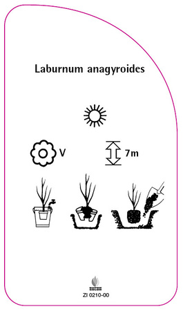 Laburnum anagyroides