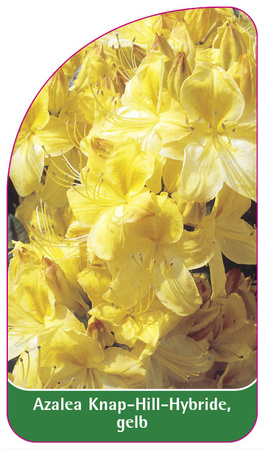 Azalea Knap-Hill-Hybride, gelb