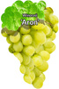Winorośl Aron