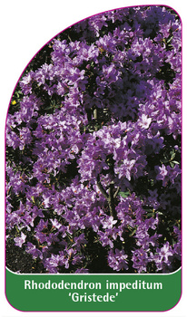 Rhododendron impeditum 'Gristede'