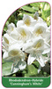 Rhododendron-Hybride 'Cunningham's White'