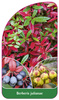 Berberis julianae