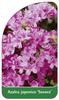 Azalea japonica 'Sasava'