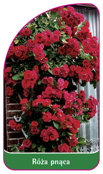 Roza pnaca Nr. 312 B