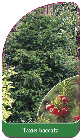 Taxus baccata