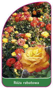 Róza rabatowa Nr. 110 B