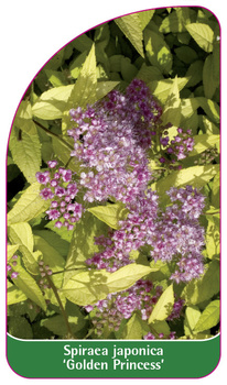 Spirea japonica 'Golden Princess'