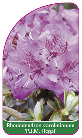 Rhododendron carolinianum 'P.J.M. Olga Regal'