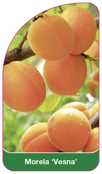 Morela 'Vesna'