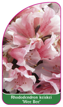 Rhododendron keiskei 'Wee Bee'