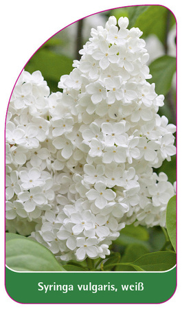 Syringa vulgaris, weiß