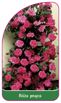 Róza pnąca Nr. 321 B