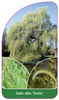 Salix alba 'Tristis'