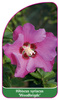 Hibiscus syriacus 'Woodbridge'