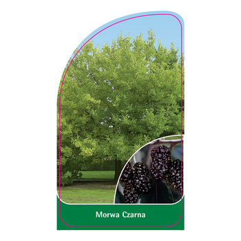Morwa Czarna