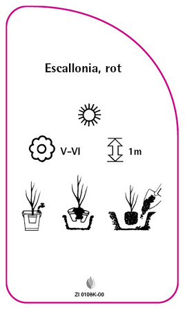 Escallonia, rot