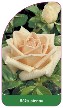 Trunchi trandafir Nr. 18