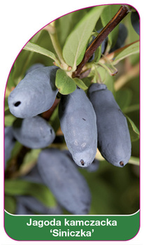 Jagoda kamczacka 'Siniczka'