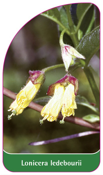 Lonicera ledebourii