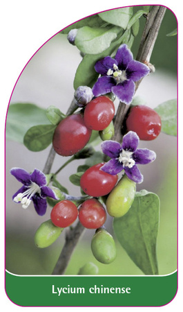 Lycium chinense