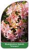Rhododendron-Hybride 'Velasquez'