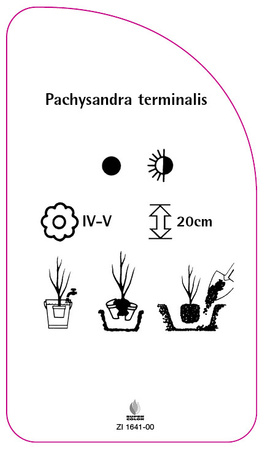 Pachysandra terminalis
