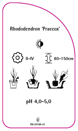 Rhododendron dauricum 'Praecox'
