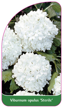Viburnum opulus 'Sterlie'