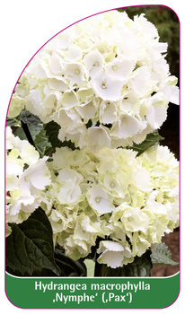 Hydrangea macrophylla ,Nymphe' (,Pax')